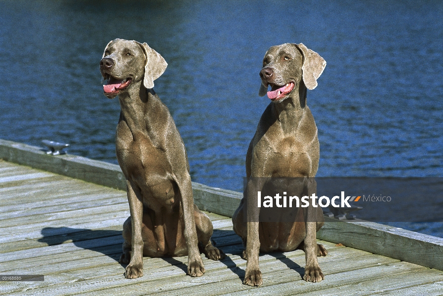 Pareja de Braco de Weimar (Canis familiaris) de hembras sentado en el muelle