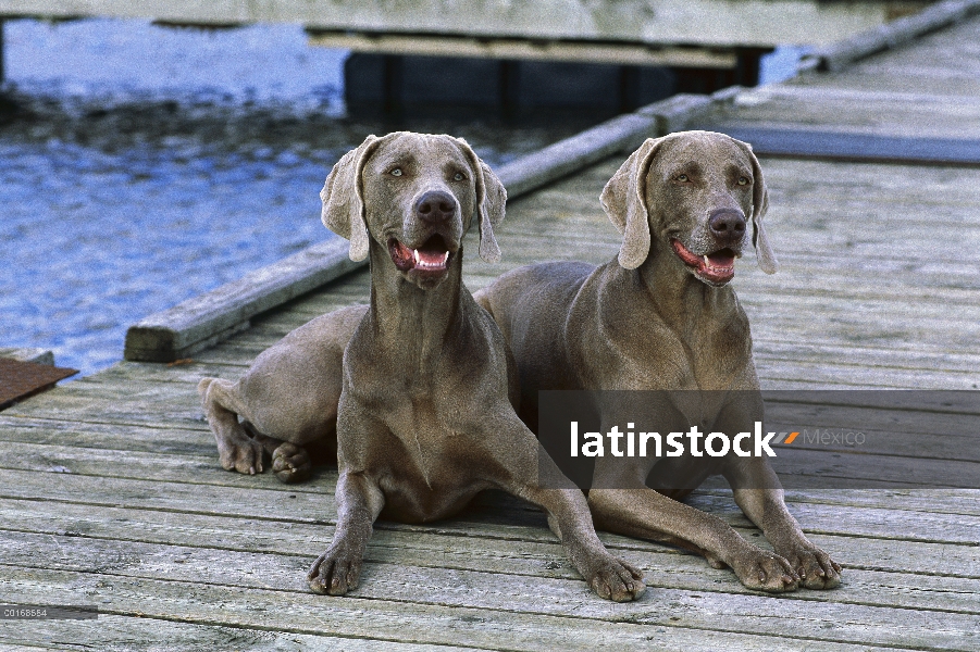 Pareja de Braco de Weimar (Canis familiaris) de hembras sentado en el muelle