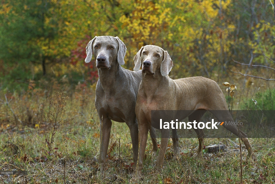 Doble pareja de Braco de Weimar (Canis familiaris) de pie, caída