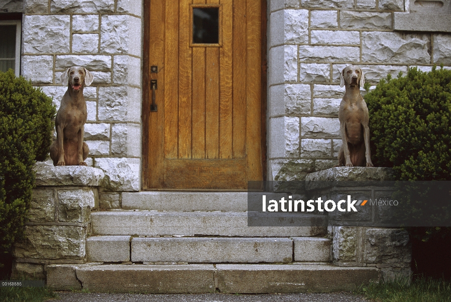 Pareja de Braco de Weimar (Canis familiaris) sentados a ambos lados de la puerta, imitando estatuas