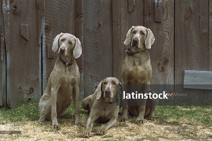 Trío de Braco de Weimar (Canis familiaris) relajante