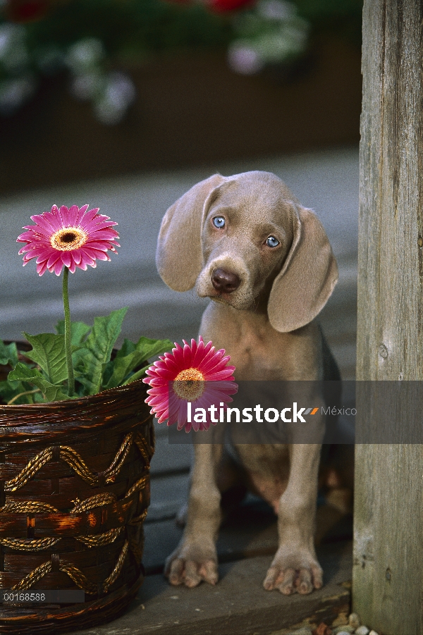 Cachorro Braco de Weimar (Canis familiaris) con ojos azules, cabeza amartillada curiosamente