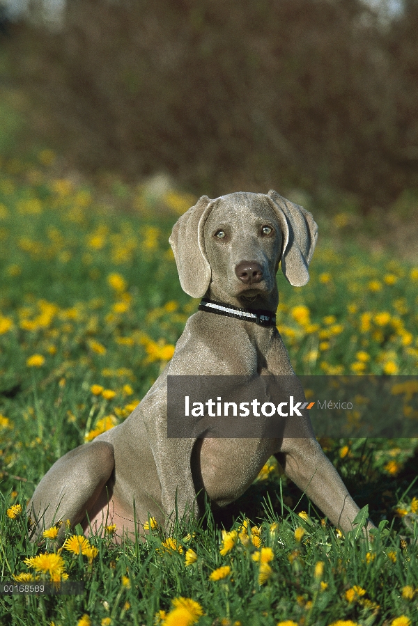 Cachorro Braco de Weimar (Canis familiaris) en hierba y amarillo flores