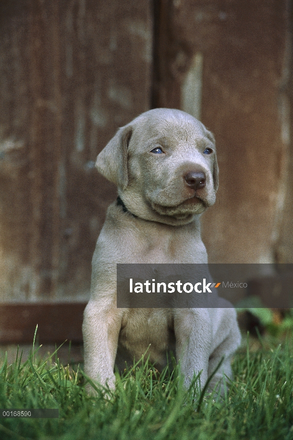 Joven cachorro de Braco de Weimar (Canis familiaris) sentado en la hierba