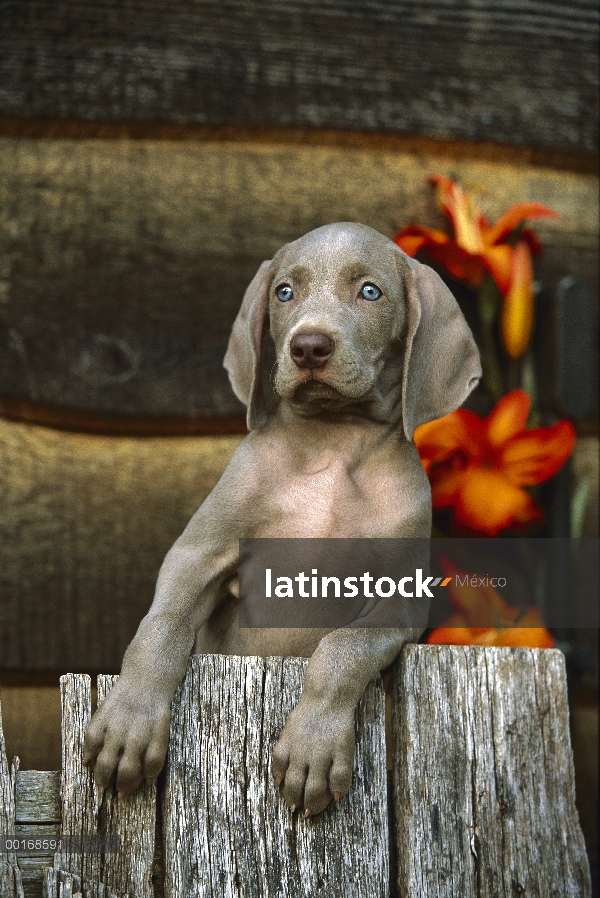 Cachorro Braco de Weimar (Canis familiaris) con ojos azules detrás de cerca