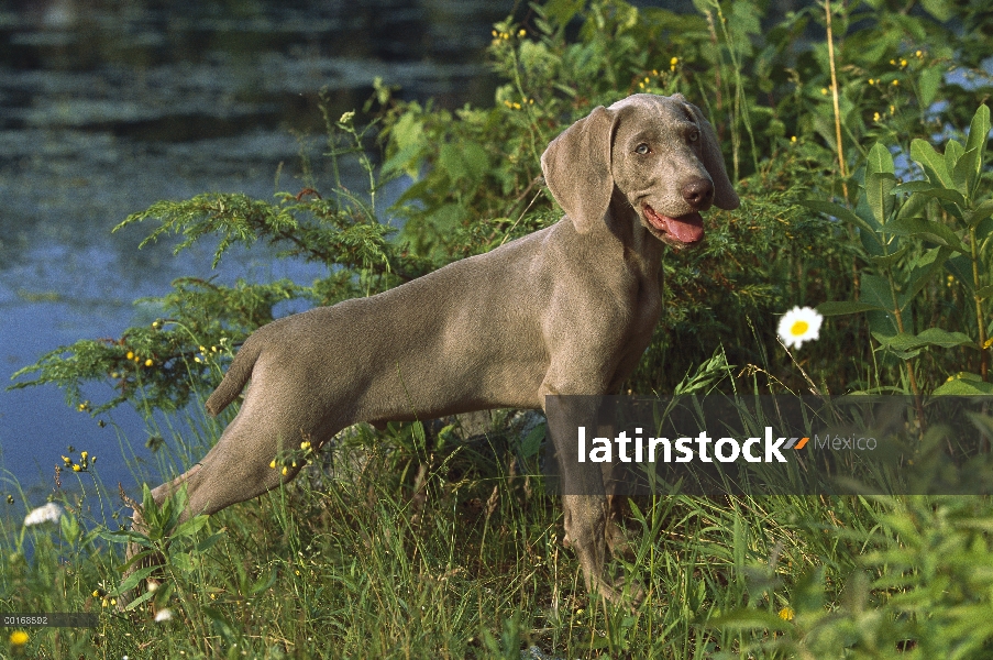 Pie de cachorro Braco de Weimar (Canis familiaris) cerca del agua