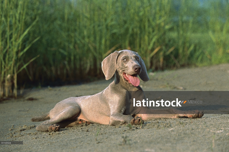 Cachorro Braco de Weimar (Canis familiaris) en camino de tierra, jadeando