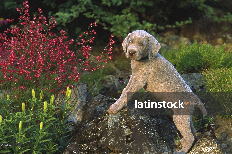 Permanente joven cachorro de Braco de Weimar (Canis familiaris) en rocas