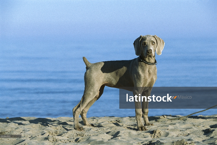 Retrato de cachorro Braco de Weimar (Canis familiaris) en la playa