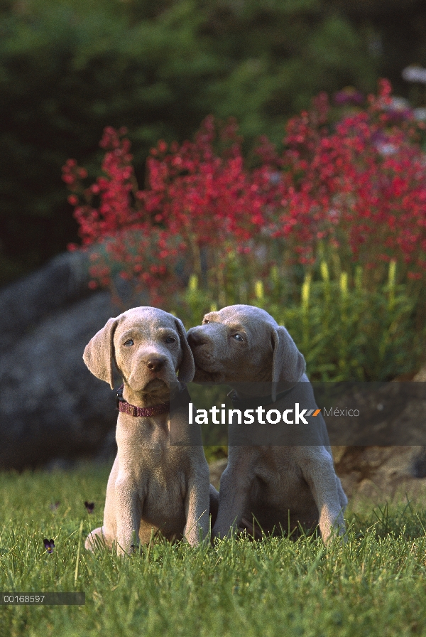 Dos cachorros de Braco de Weimar (Canis familiaris), uno lamiendo el otro