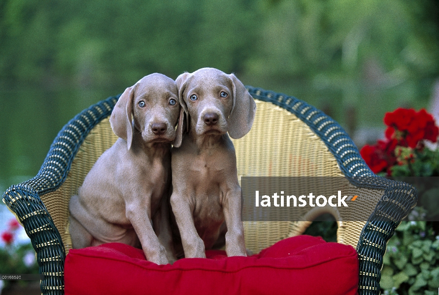 Dos cachorros ojos azules Weimaraner (Canis familiaris) sentado en la silla de mimbre