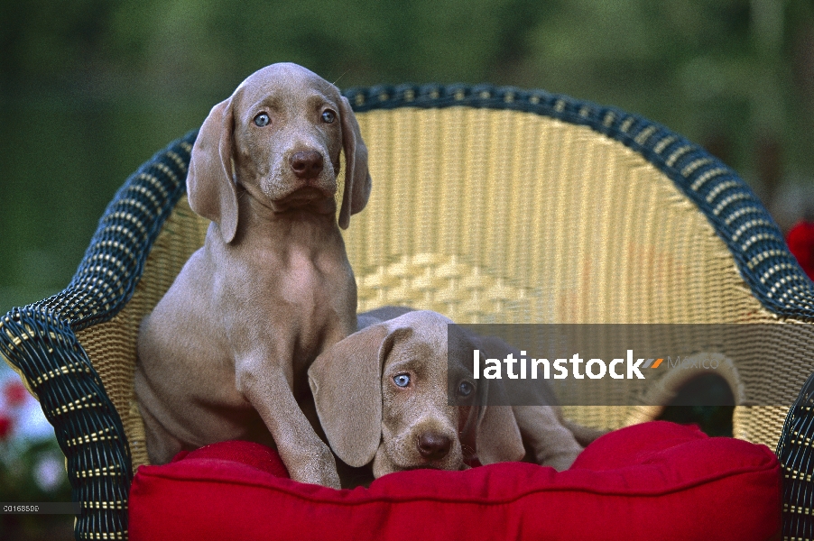 Dos ojos azules cachorros de Braco de Weimar (Canis familiaris), sentado en un tendido, en la silla 