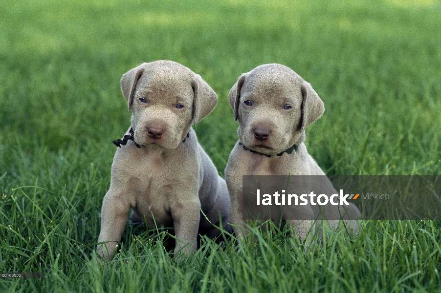 Dos cachorros muy jovenes Braco de Weimar (Canis familiaris), sentado en la hierba