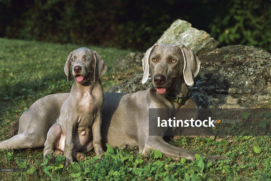 Madre de Braco de Weimar (Canis familiaris) y el perrito en pasto