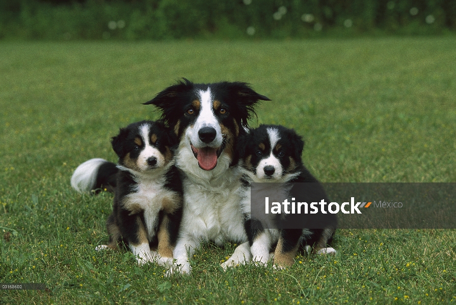 Madre con dos cachorros Border Collie (Canis familiaris)