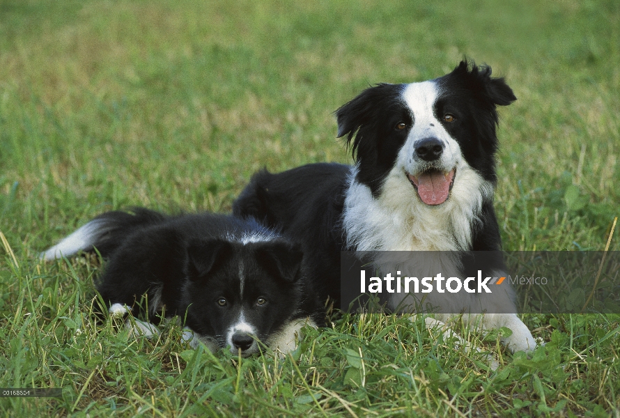 De la frontera madre Collie (Canis familiaris) y el perrito en pasto