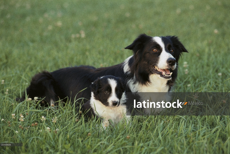 De la frontera madre Collie (Canis familiaris) y el perrito en pasto