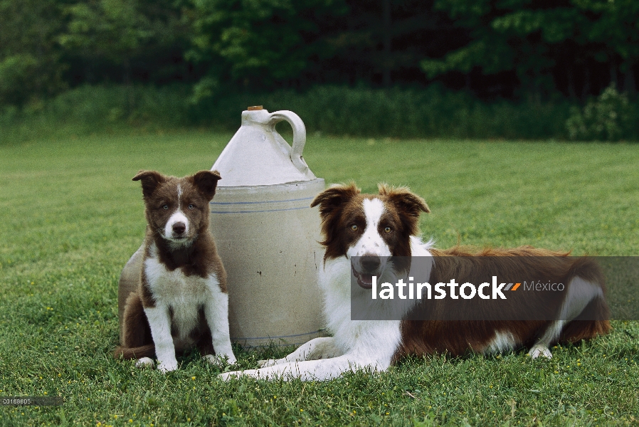 Frontera cachorro y adulto de Collie (Canis familiaris)