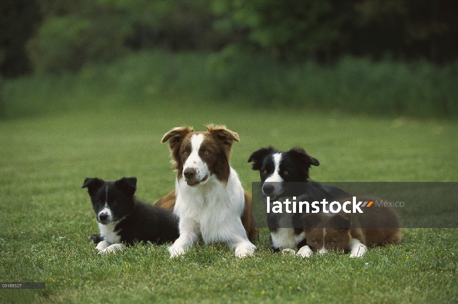 Collie (Canis familiaris) dos adultos y dos cachorros de la frontera