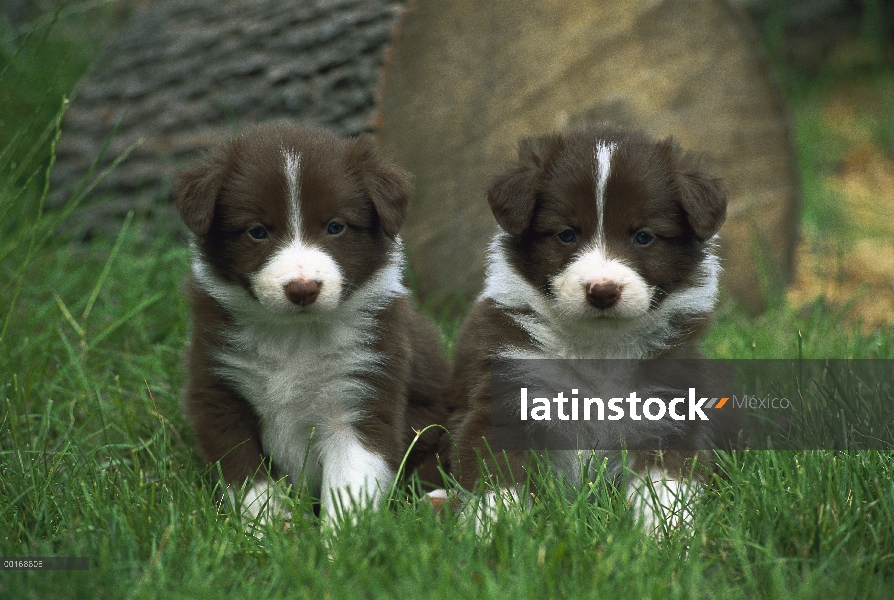 Dos cachorros muy jóvenes (Canis familiaris) de Collie de la frontera