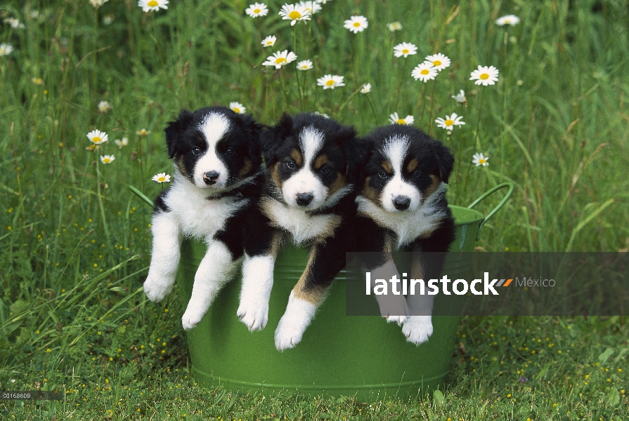 Tres cachorros de Border Collie (Canis familiaris) en cubo de metal