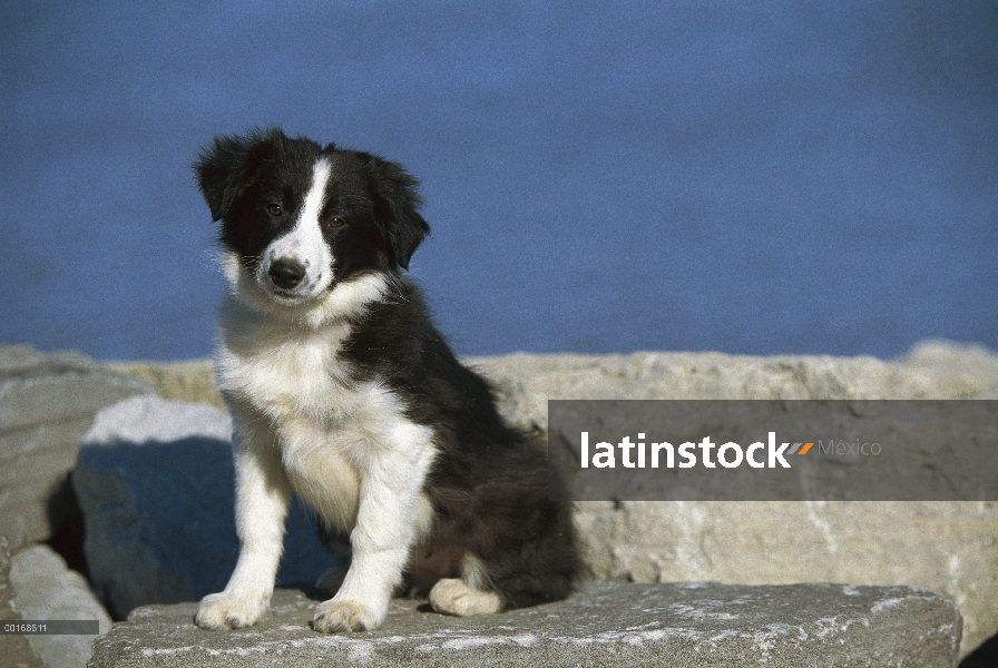 Cachorro de Border Collie (Canis familiaris)