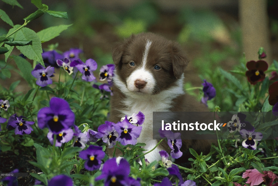 Cachorro de Border Collie (Canis familiaris) en flores de color púrpura