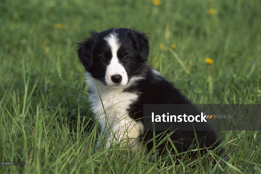 Cachorro de Border Collie (Canis familiaris) sentado en la hierba