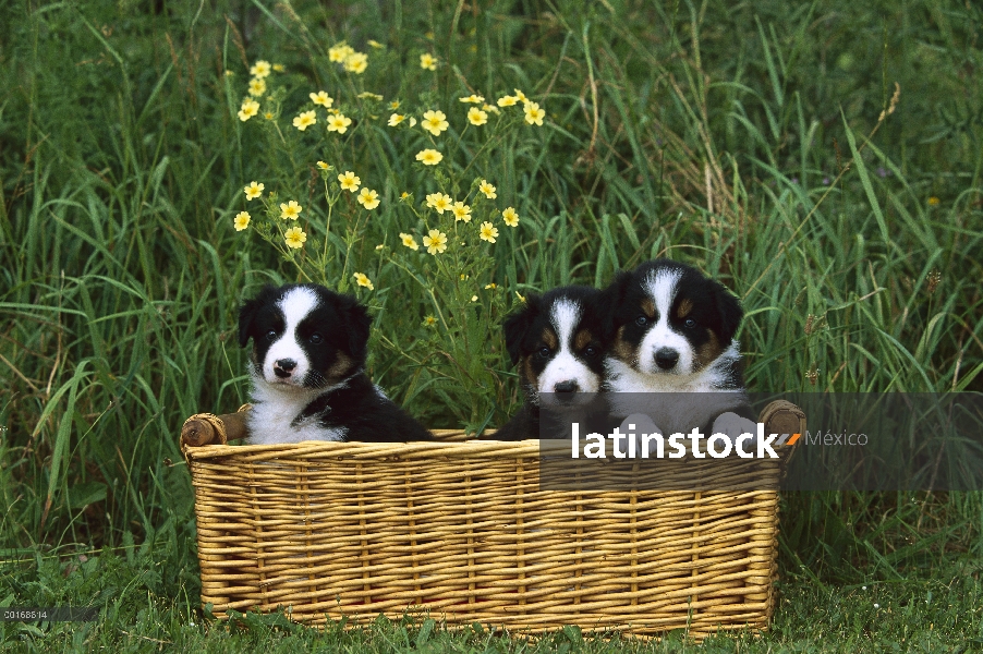 Tres cachorros de Collie (Canis familiaris) en cesta de mimbre de la frontera