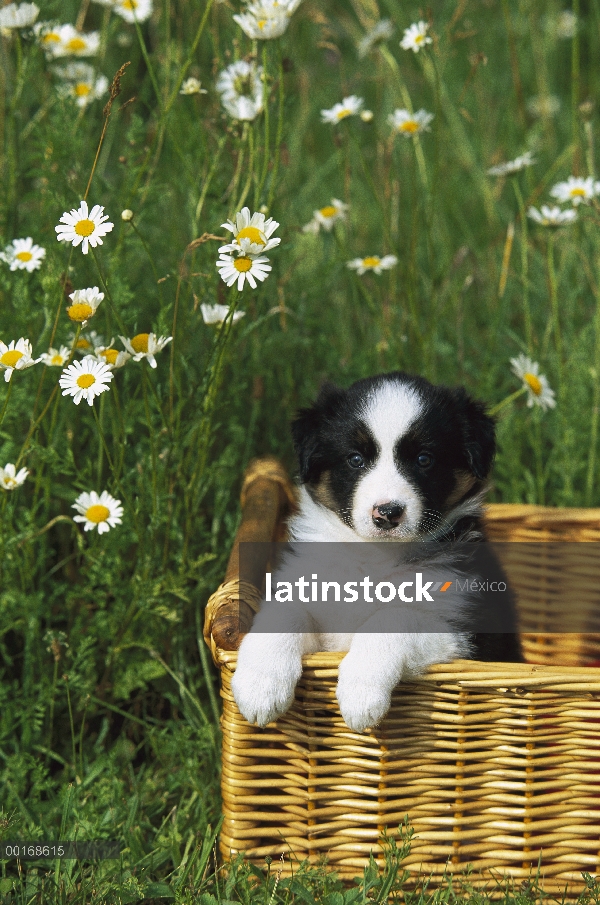 Cachorro de Border Collie (Canis familiaris) en cesta de mimbre