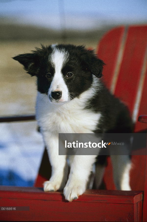 Pie de cachorro de Collie (Canis familiaris) en sillón rojo de la frontera