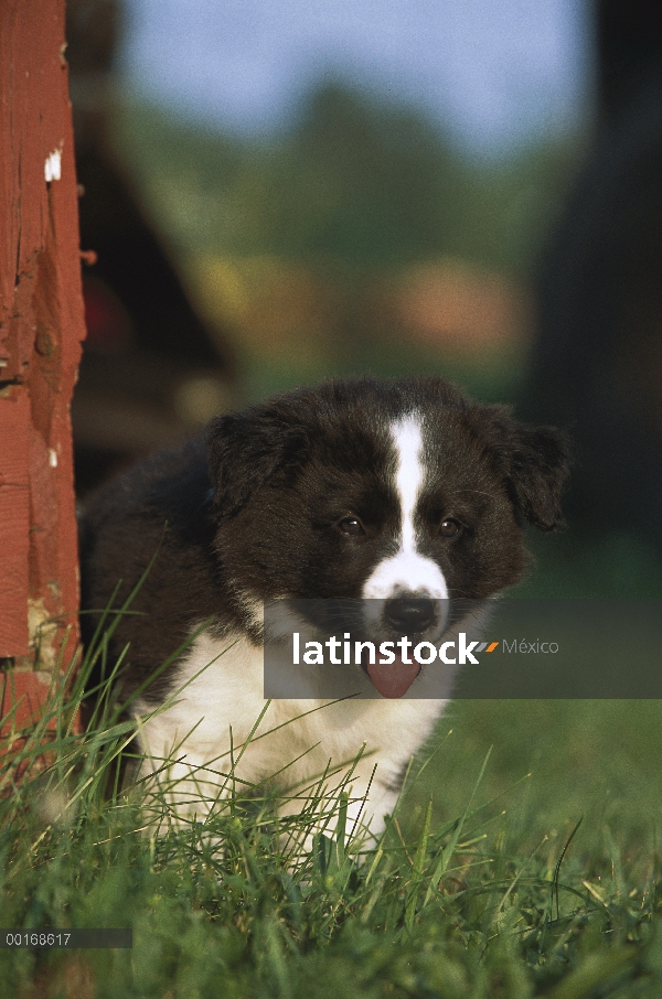 Cachorro de Border Collie (Canis familiaris) en pasto