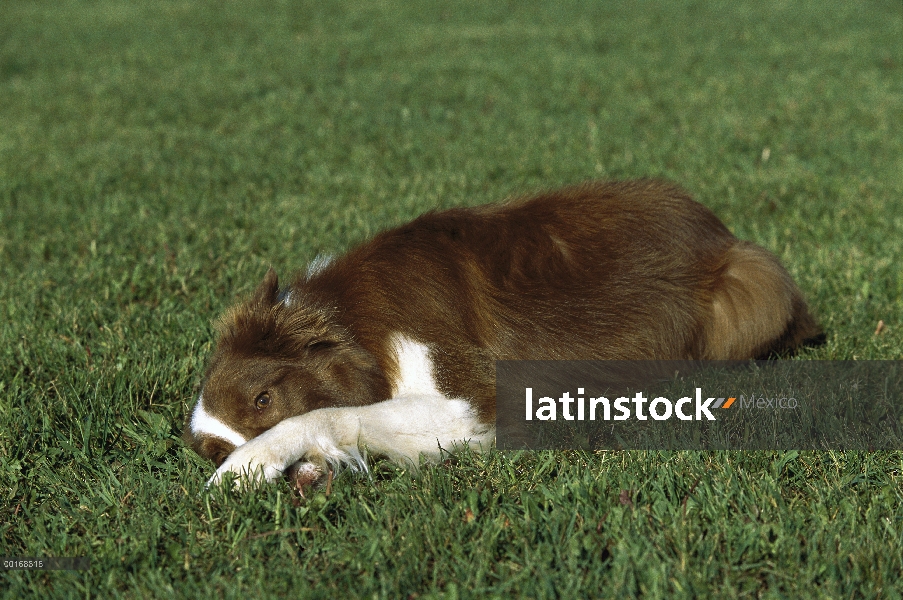 Collie (Canis familiaris) juego-escondido de la frontera