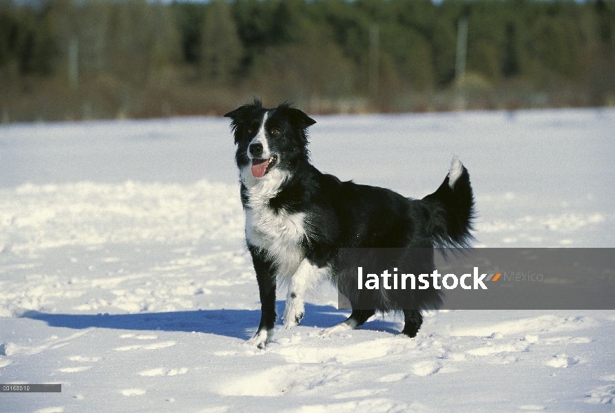 Border Collie (Canis familiaris) jugando en la nieve