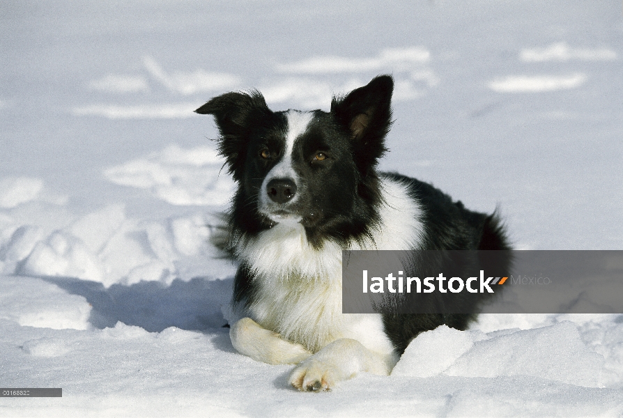 Border Collie (Canis familiaris) en nieve