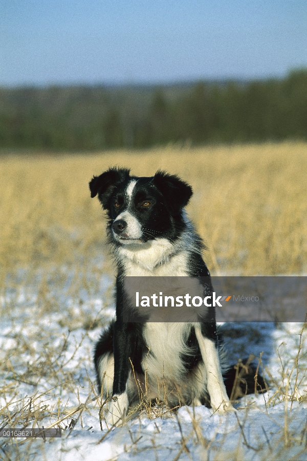 Border Collie (Canis familiaris) sentado en el césped cubierto de nieve