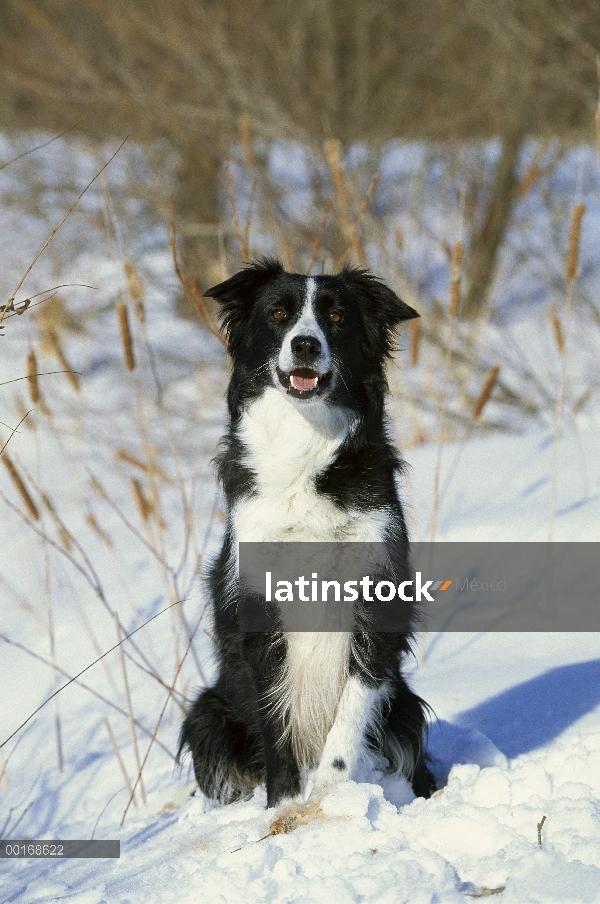 Border Collie (Canis familiaris) sentado en el césped cubierto de nieve