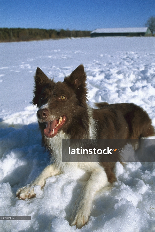 Border Collie (Canis familiaris) adulto tendido en la nieve