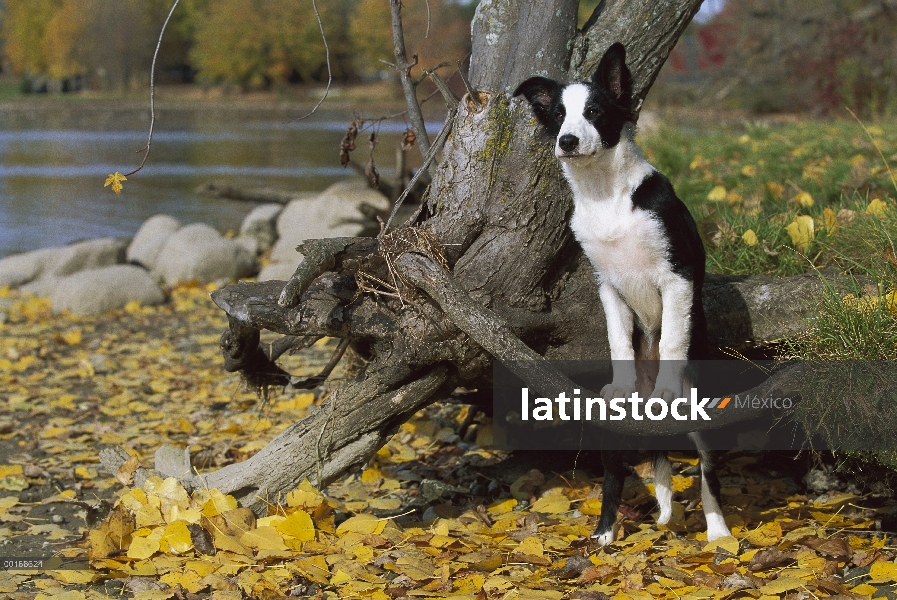 Cae adolescente Border Collie (Canis familiaris) con las patas delanteras en la rama,