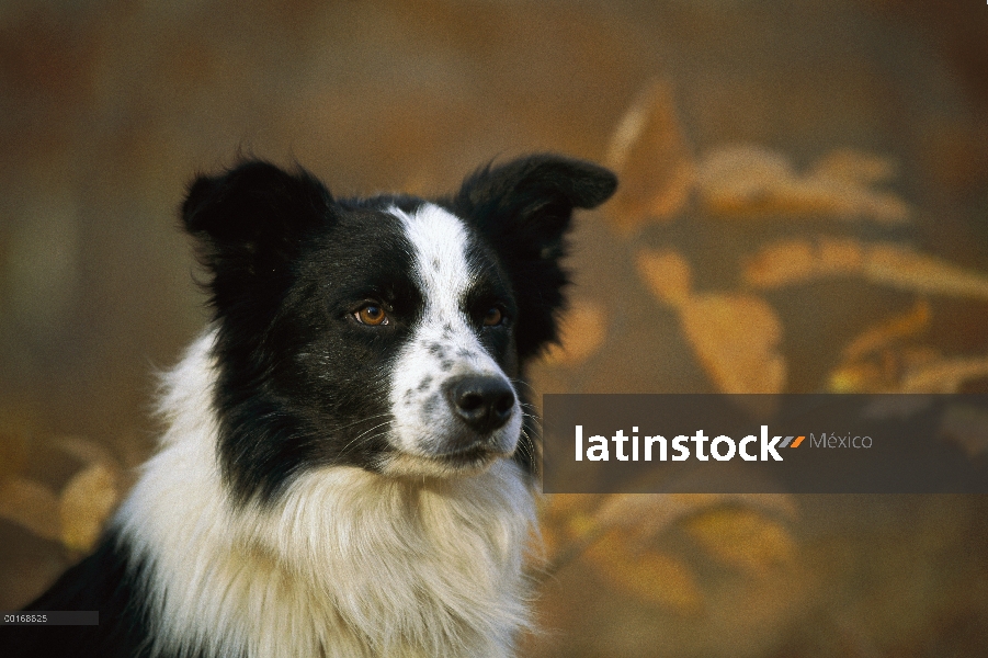 Caída de retrato Border Collie (Canis familiaris)