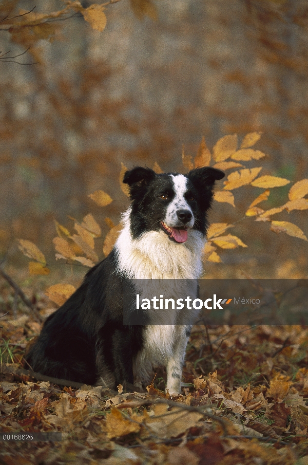 Caída de retrato Border Collie (Canis familiaris)