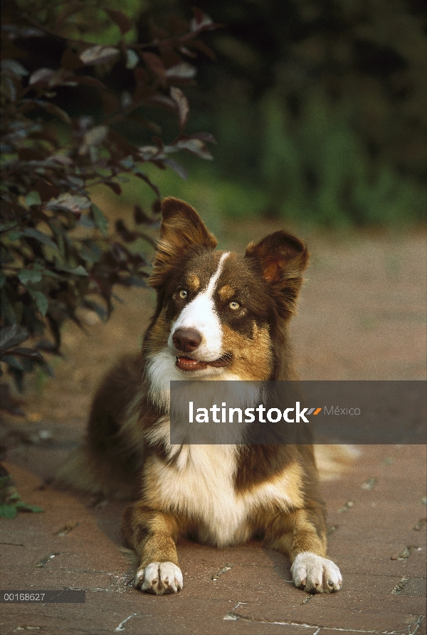 Border Collie (Canis familiaris) adulto en ladrillo a pie