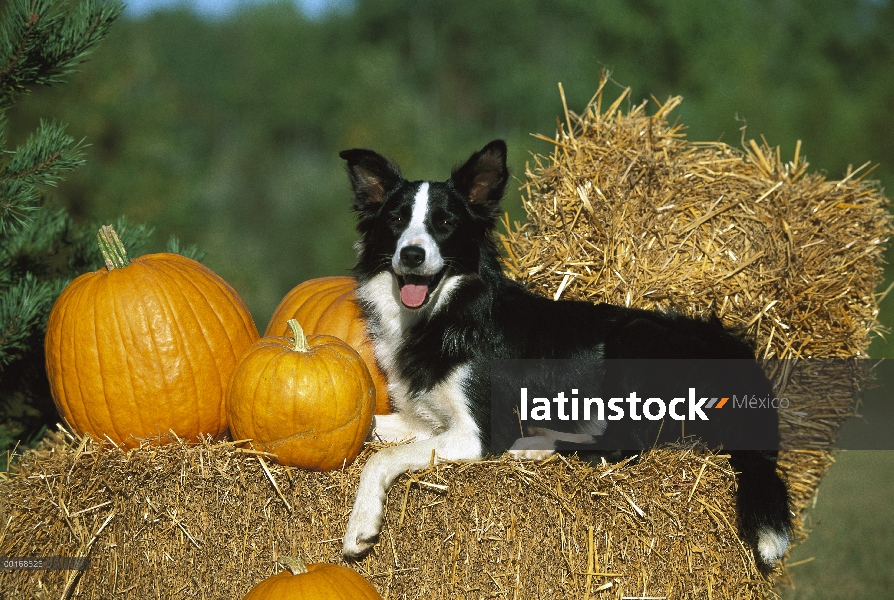 Border Collie (Canis familiaris) adulto en balas de heno con calabazas