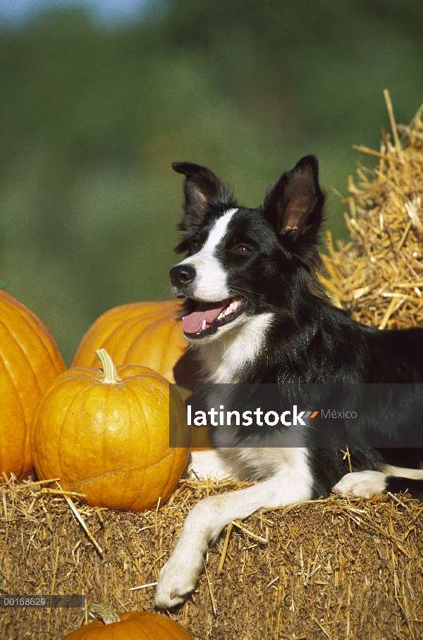 Border Collie (Canis familiaris) adulto en balas de heno con calabazas