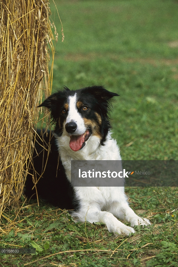 Collie (Canis familiaris) tendido junto a la bala de heno de la frontera