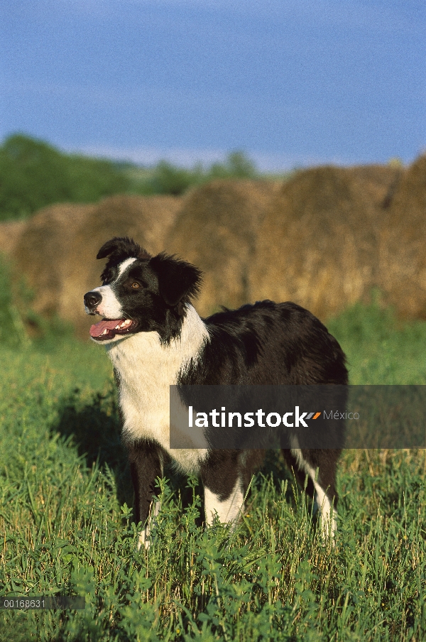 Borde Collie (Canis familiaris) en pasto