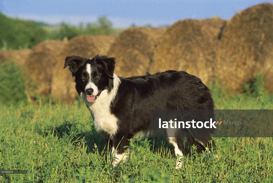 Borde Collie (Canis familiaris) en pasto