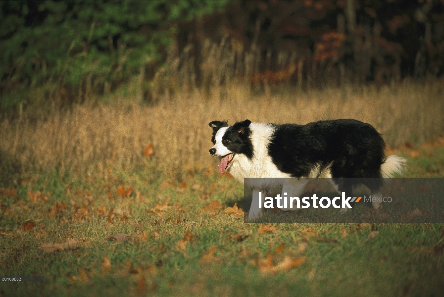 Border Collie (Canis familiaris) en medio paso, caen