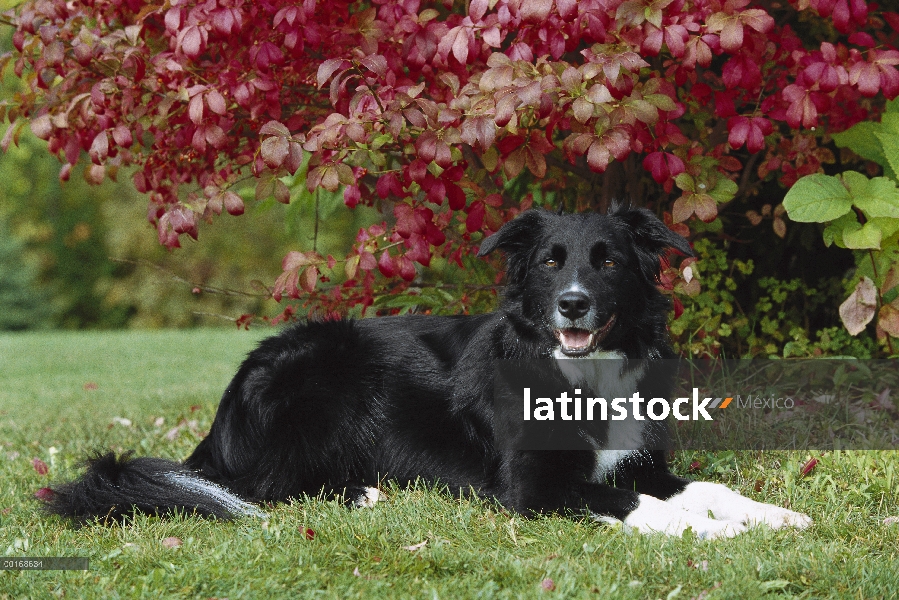 Border Collie (Canis familiaris) adulto tendido en la hierba, caída