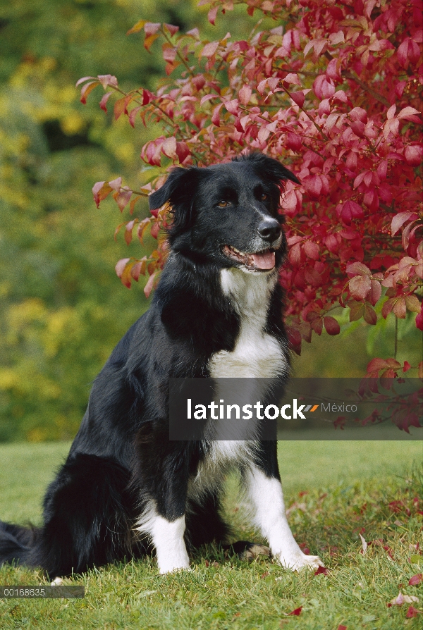 Border Collie (Canis familiaris) adulto sentado en la hierba, caída